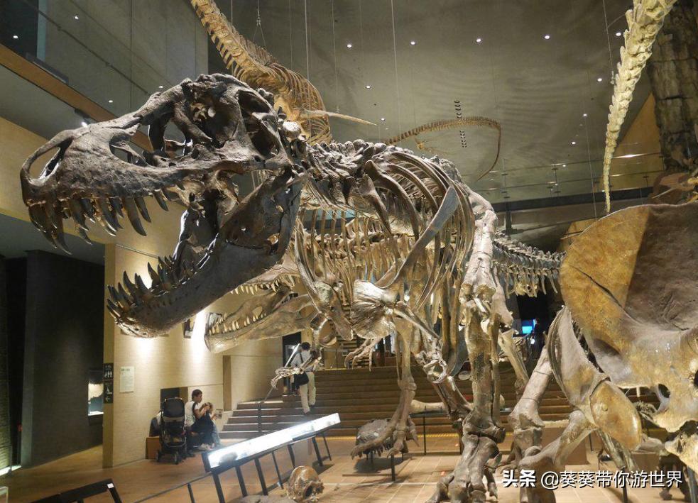 葵葵日本,葵葵点评福冈县