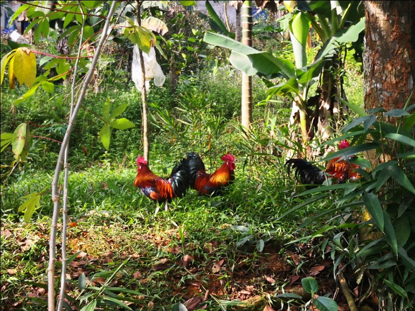 黑水虻虻浆酵素蛋白在蛋禽养殖中的实际应用和效果分析