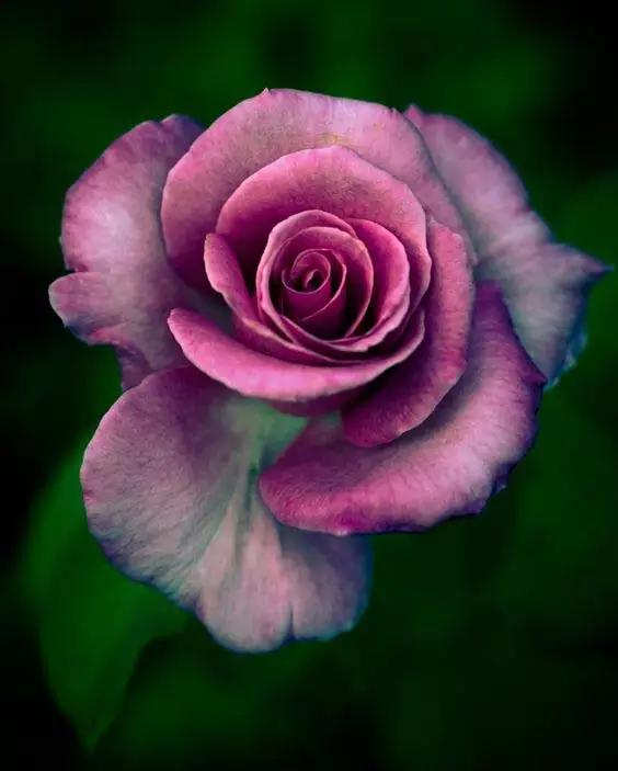 至爱之花,至爱之花歌曲