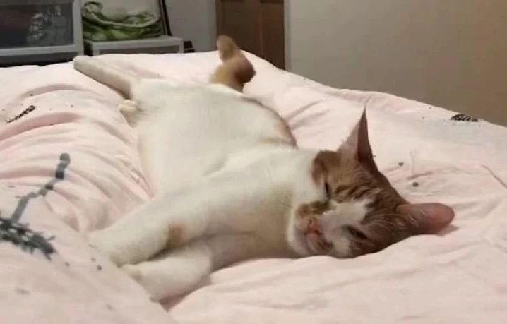 什么情况下猫粮能吃死猫,进口食品需要注意什么