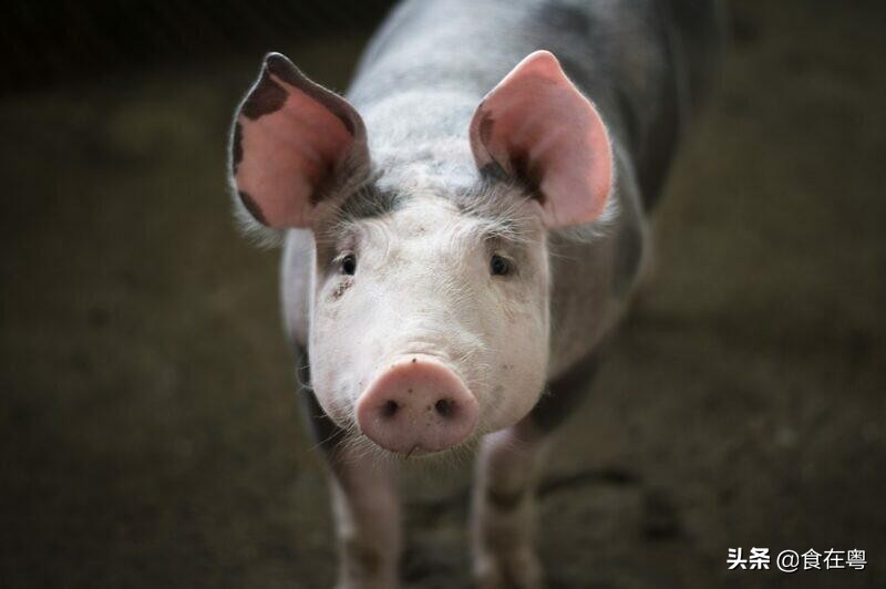 新鲜肉有点臭味了怎么做能去味,做好的肉有腥味怎么补救