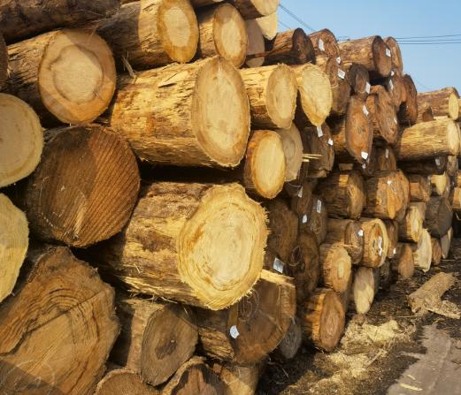 杉木桩直径150多少钱一米,杉木桩5米长价格