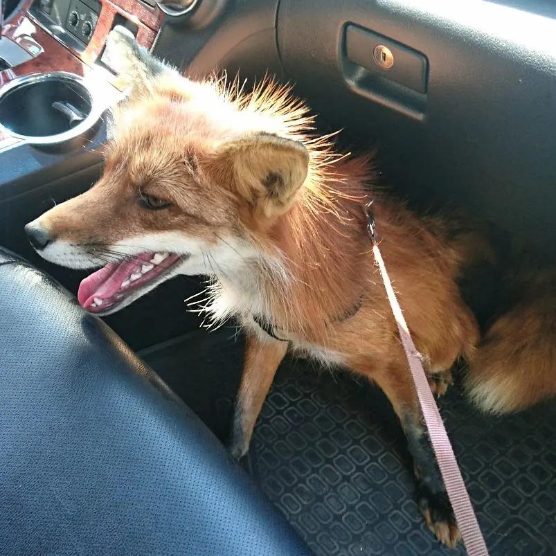 俄罗斯小哥救了兔狲,俄罗斯小哥救了只兔狲