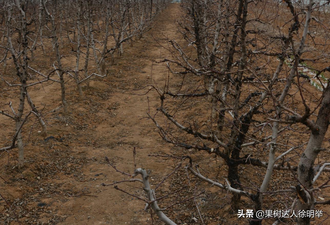 桃树流胶病最有效的防治方法,丁香菊酯能防治桃树流胶病吗