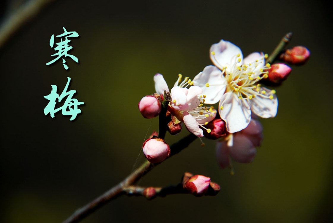 世人多媚骨唯有君如故下一句,世人多媚骨唯有君如故原文