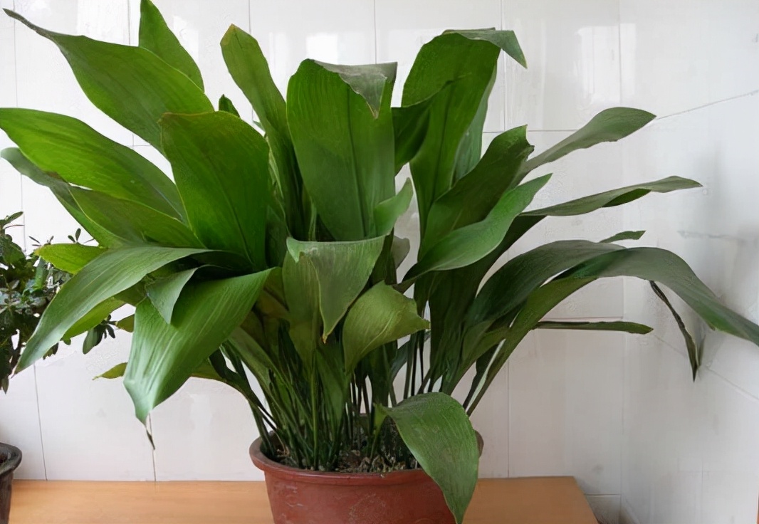 快速高效除甲醛的方法,正确掌握有效快速除甲醛的方法