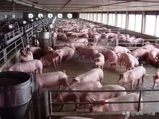 散户养猪的方法和技巧,新手养猪的十大陷阱