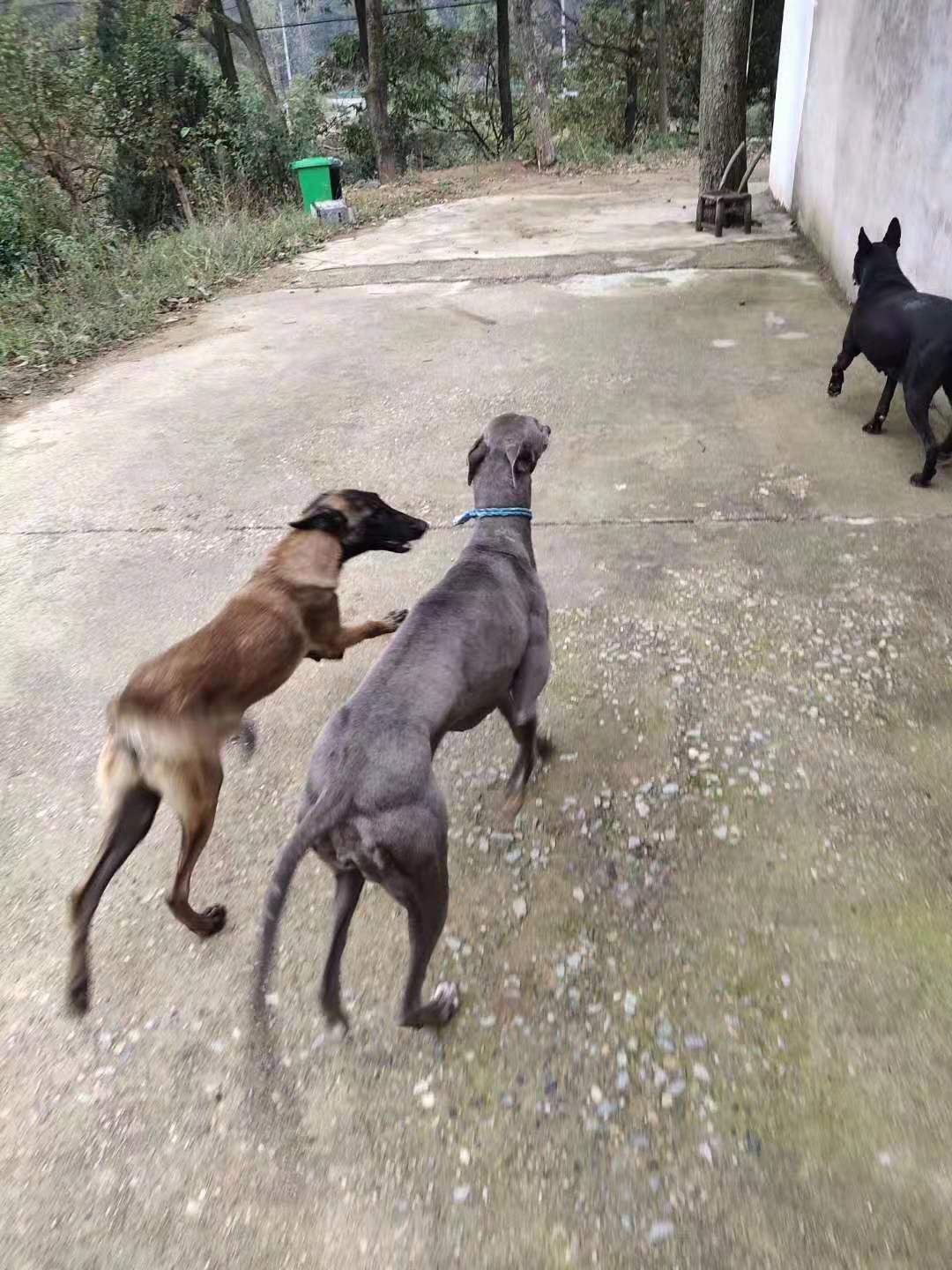 速度和灵缇犬差不多,灵缇狗撵兔视频2013