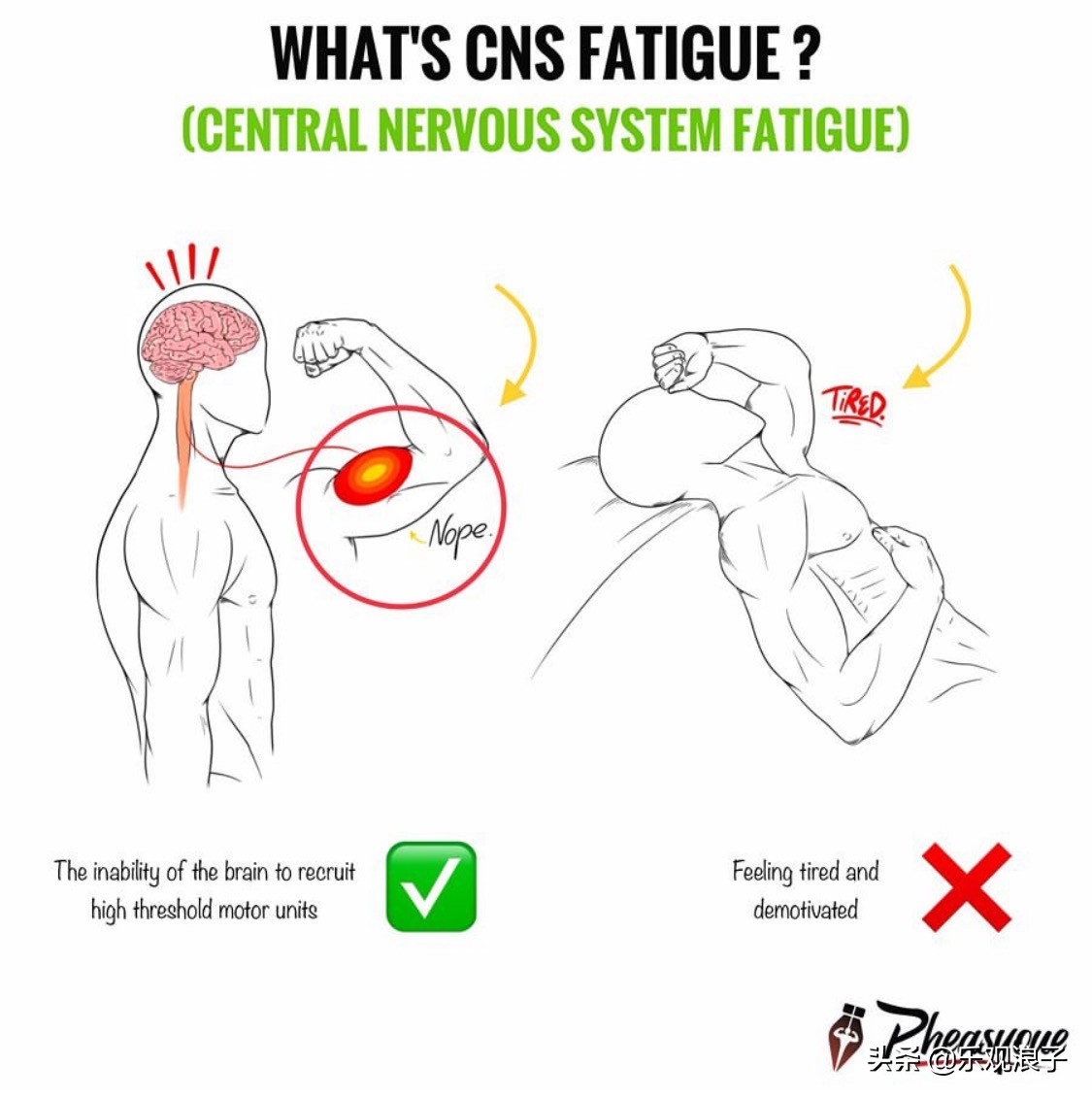 举铁力竭的科学解释—中枢神经系统疲劳
