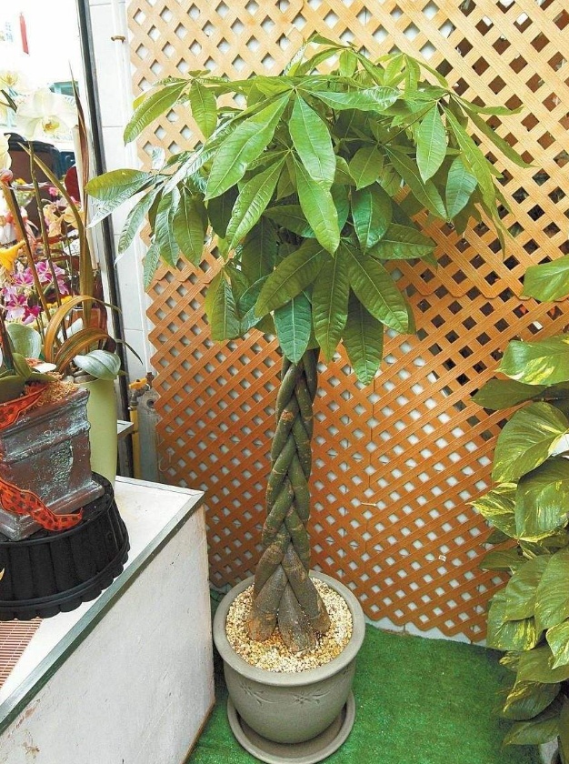 适合放在楼梯角落的植物,适合摆客厅角落的大型植物