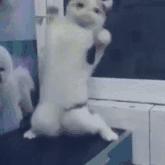 最近很火的一只猫的表情包,用了仓鼠猫表情包的人