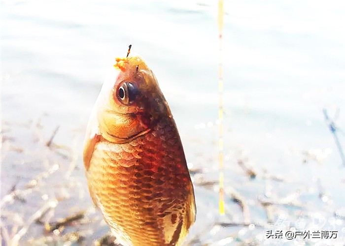 冬钓大板鲫，红虫多加点蓝鲫，鱼儿来得更快