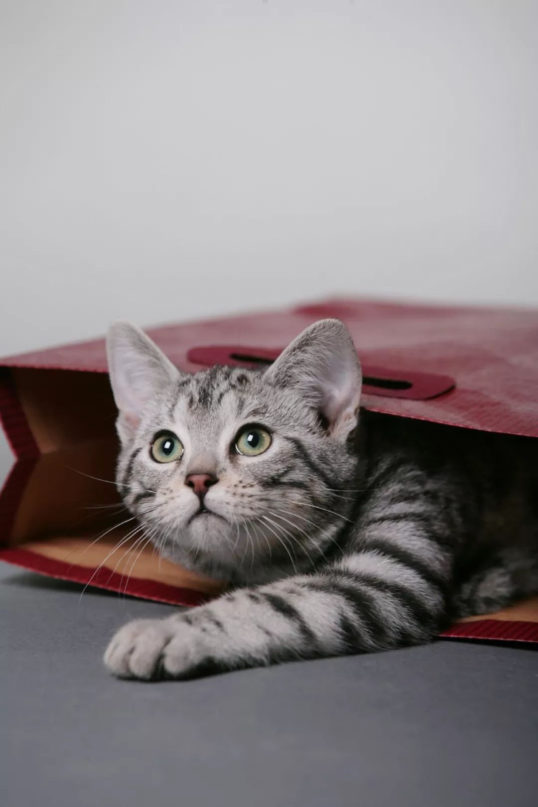 孟加拉豹猫不愿意和别的猫在一起,孟加拉豹猫不建议养吗视频