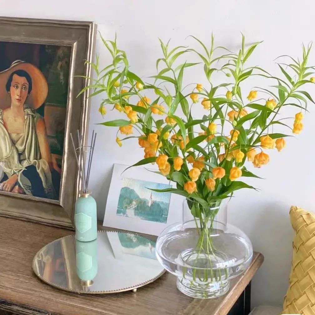 适合新手养的灯笼花,灯笼花用什么花盆栽最好