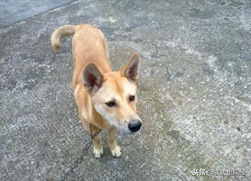 宠物狗被偷怎么处理好呢,偷狗贼把狗偷走干嘛