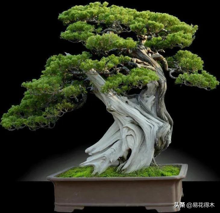 舍利干柏盆景造型,舍利干盆景怎么样