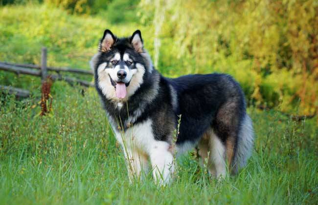 带你走进狗狗的世界,带你走进阿拉斯加克利凯犬