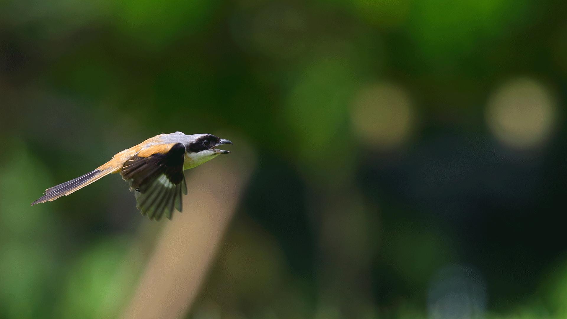用摄影照片组成的动画