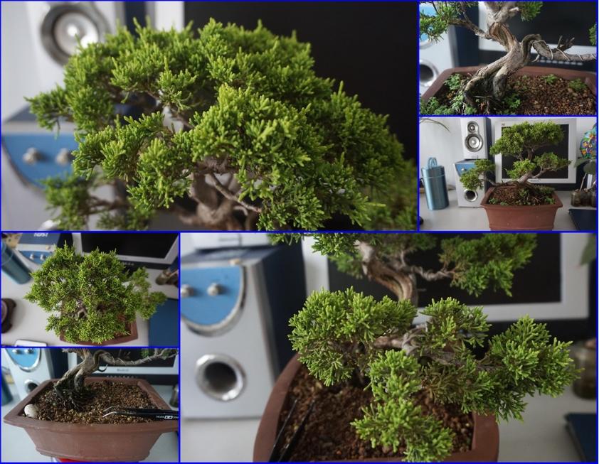 鱼川真柏盆景养殖方法,从养多肉到盆景