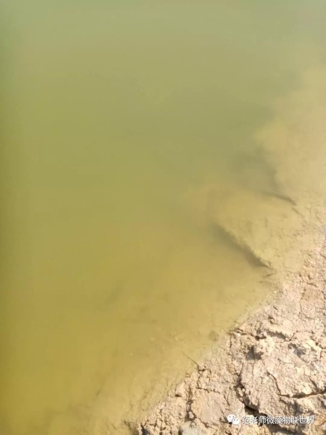 硅藻水,硅藻水和绿藻水区别