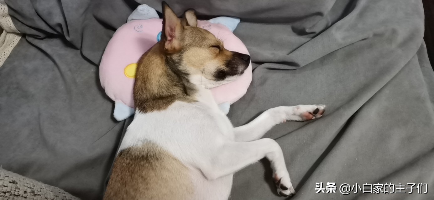 原来狗子也会来大姨妈,狗子快来大姨妈有什么反应