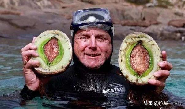 买鲍鱼挑什么样的最好,顶级鲍鱼什么价格好一点