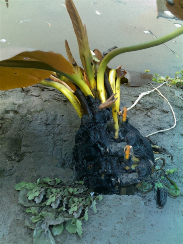 造一个小水景栽种睡莲附教程,再小的花园