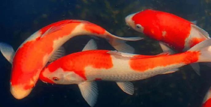 运通汽车购车节,运通嘉年华夏季用车知识