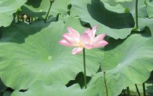 品谷雨茶，聊中国第五大发明——二十四节气