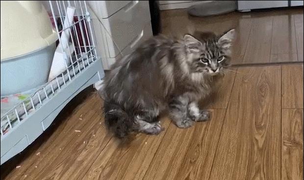 在网上买400多的缅因可以吗,一万多买的缅因猫死了