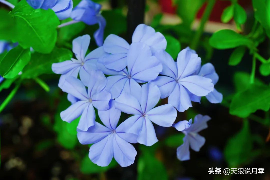 不用再羡慕别人家的院子,庭院养护全攻略