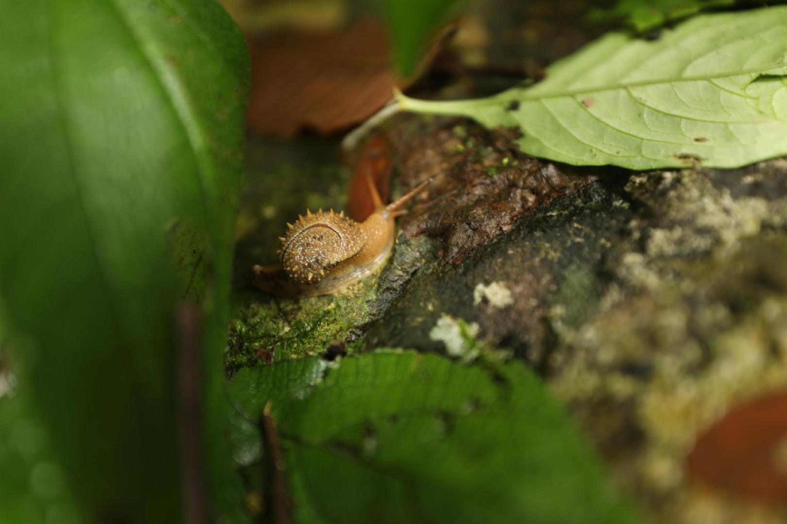地球上最复杂最庞大的生态系统是,世界上最大的热带雨林生态系统