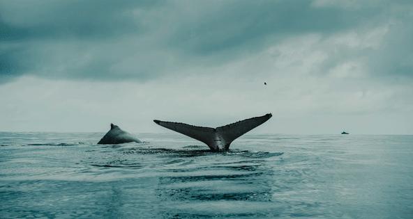 Windows实用快捷键，剪贴截图录屏都搞定