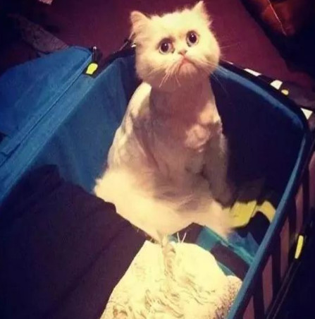 举报偷渡入境人员,偷渡入境的猫