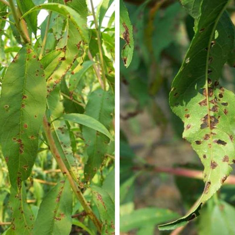 桃树叶片腐烂是什么病,桃全年病虫害防治方案