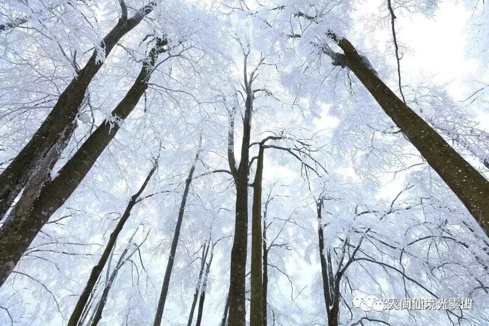 “色香味形”面面俱到！这样的南江你见过吗？