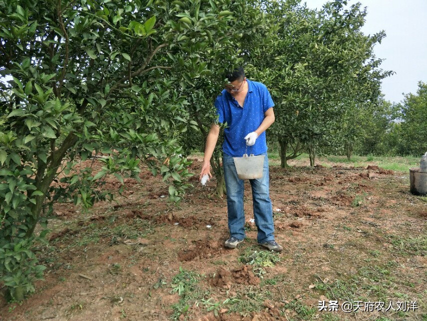 怎么把桔子树种在桶里,桔子树种植全过程