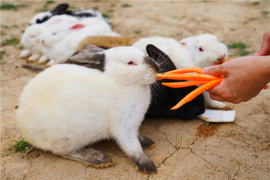 初夏河南,找寻童心,邂逅伏羲山的斜阳,一颗心萌化在云上牧场