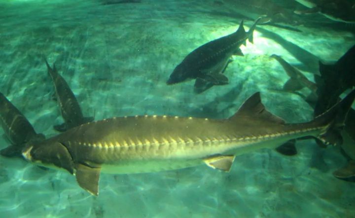 中华鲟的科普讲解儿童版,中华鲟百科简介