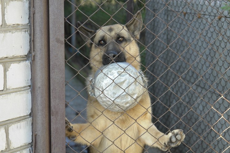 我10岁的时候被狗咬过,10岁那年被狗咬了原视频