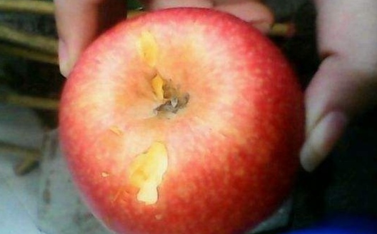 井下的饭被老鼠吃,煤矿里为什么饭菜被老鼠咬过