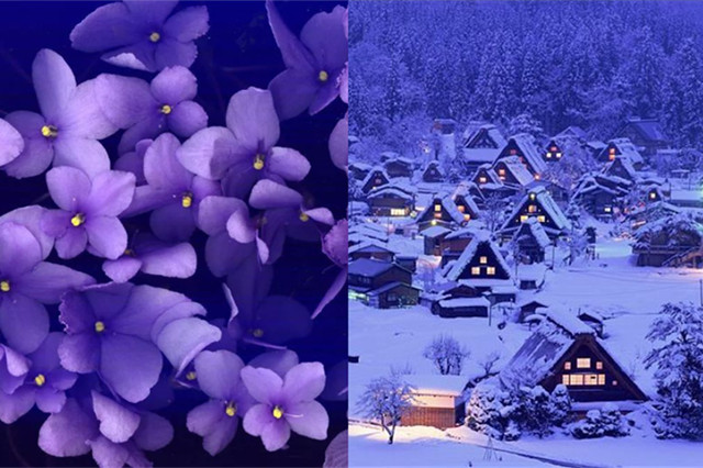 紫罗兰适合黄皮肤的人穿吗,紫罗兰色适合哪个年龄段穿