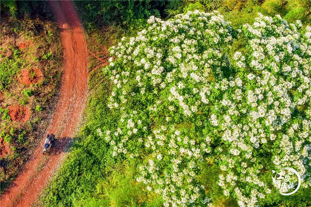 江安县怡乐镇第二届“千年桐万亩花”摄影大赛开赛了