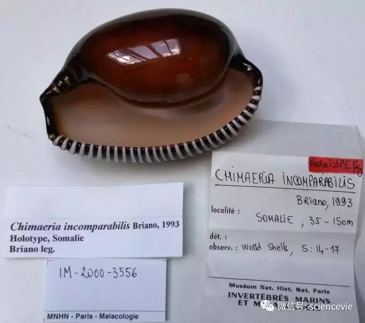 世界上最珍稀的50种贝壳,世界上最贵的贝壳排行榜