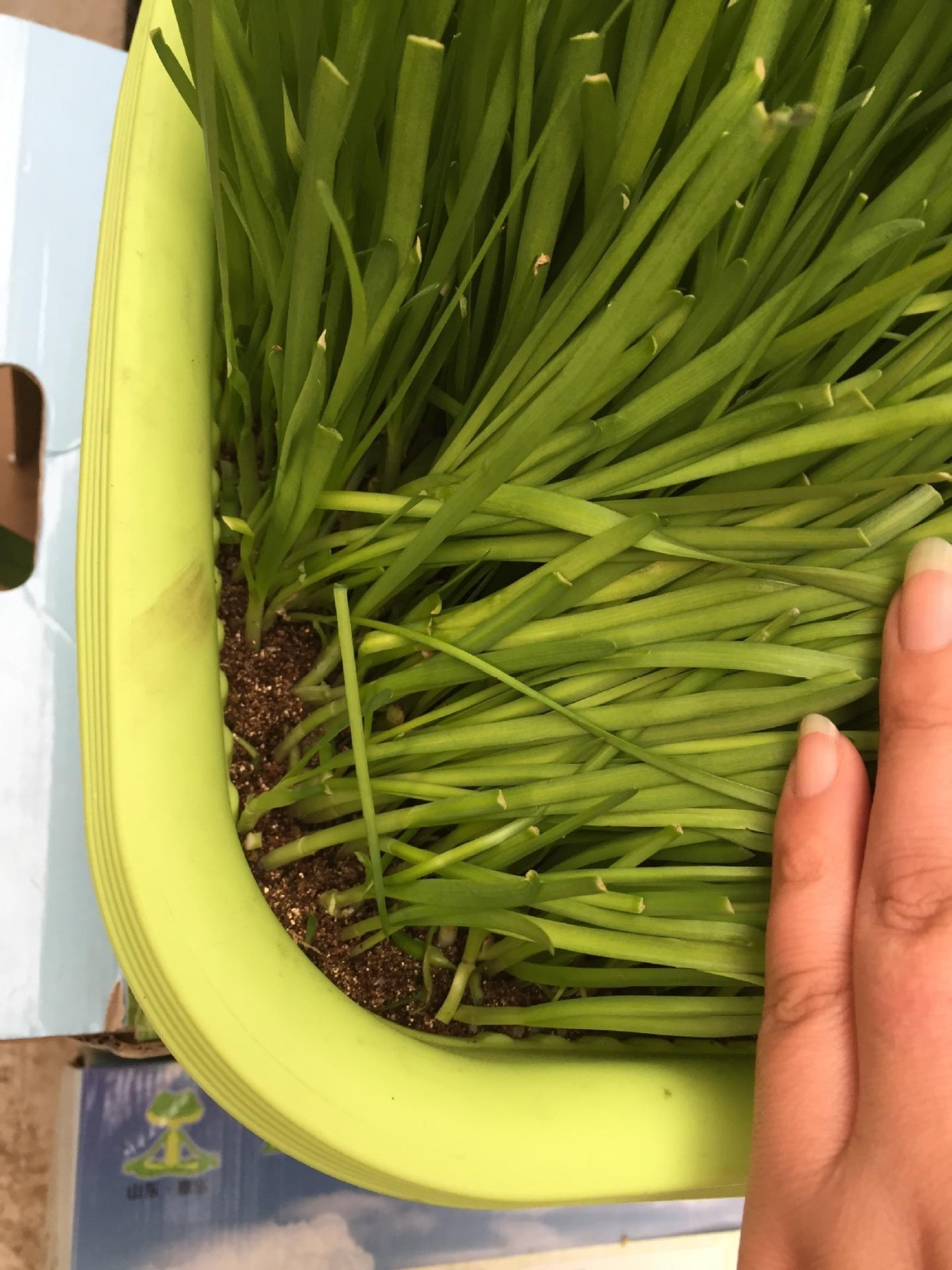 阳台种什么菜好养又简单,在阳台种菜最好种什么