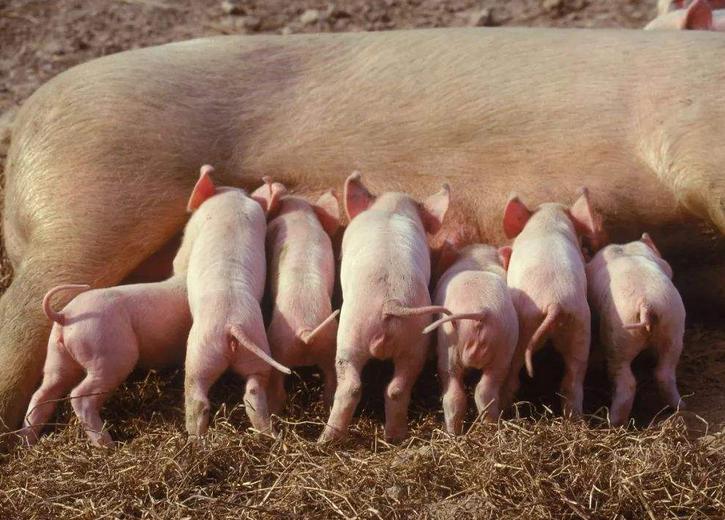 小养猪技术教程大全,怎么养猪省钱长得又快