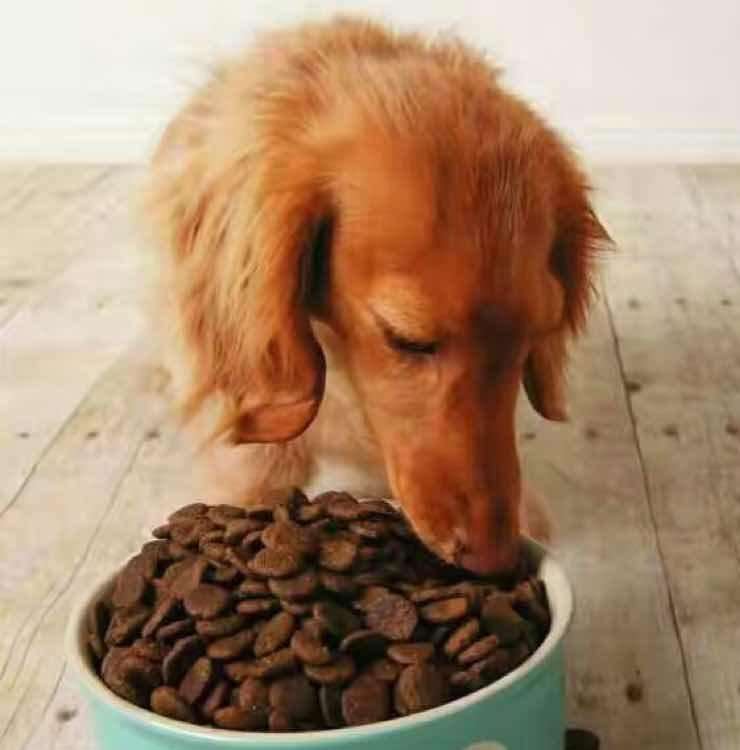 狗肠胃不好吃什么牌子的狗粮好,柴犬肠胃不好吃什么狗粮