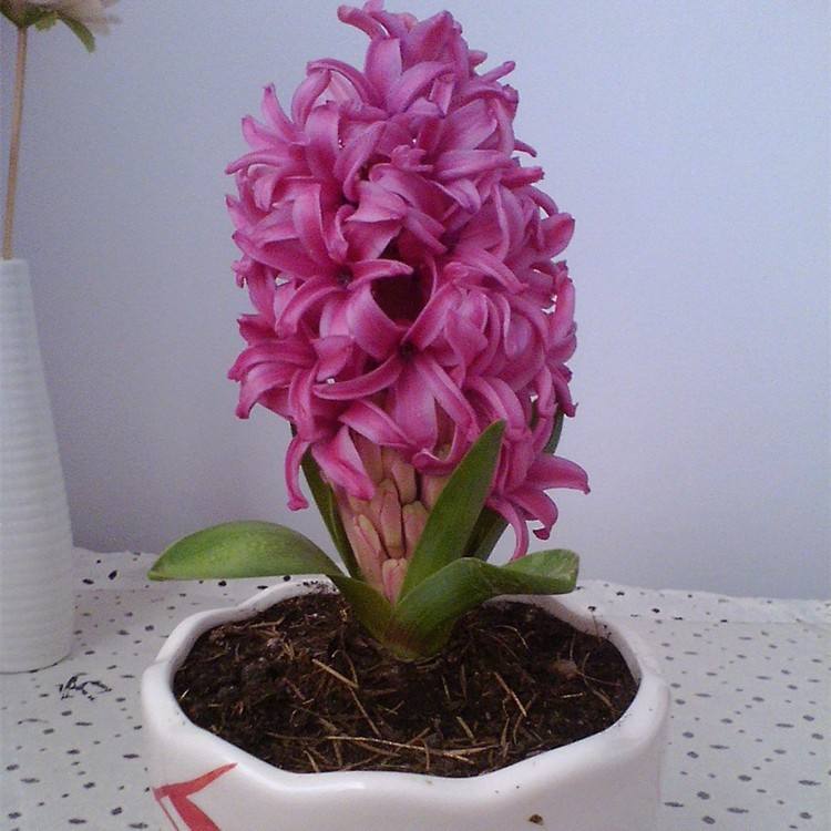 什么种球花适合秋天种,适合秋季种植的种球花卉图片