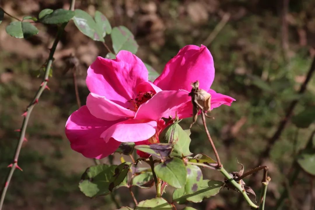 美丽校园我的家完整版,美丽校园我的家