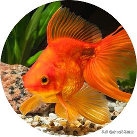 为什么金鱼有各种各样的颜色,金鱼有一条花色的好吗